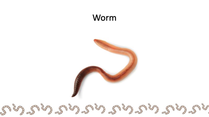 Worm