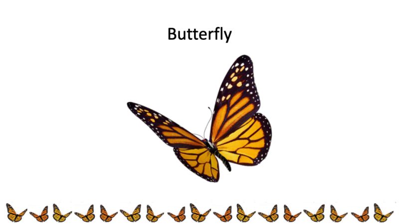 Butterfly