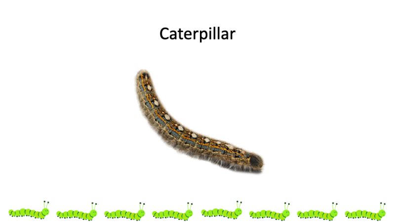 Caterpillar