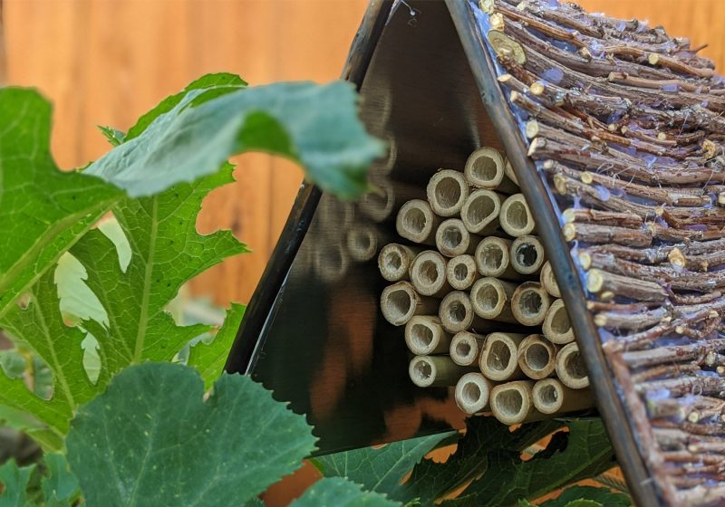 Bee house