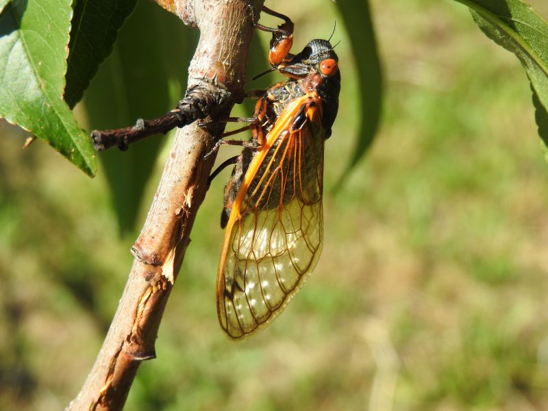 A female periodical cicada in the act of inserting her eggs into a peach branch.