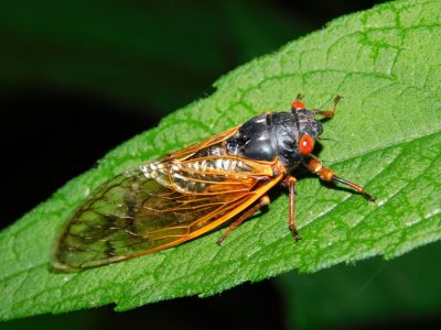 flying insect identification