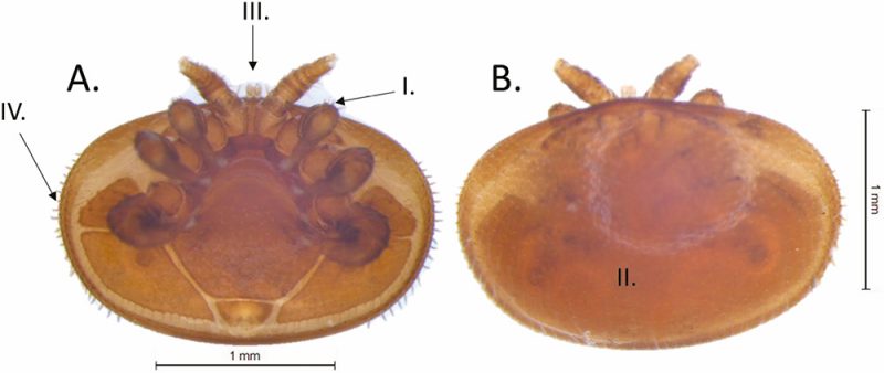 The ventral (bottom) view of Varroa destructor shows its legs (I), mouth and feeding parts, which are collectively called the gnathosoma (III), and numerous hairs called setae (IV), while the dorsal (top) view shows its dorsal shield (II). (Photos by Noble Noble, Ph.D., University of Florida) Image from https://entomologytoday.org/2021/10/14/honey-bees-varroa-mites-integrated-pest-management-challenges-tactics-future/varroa-destructor-mite-dorsal-ventral-views/