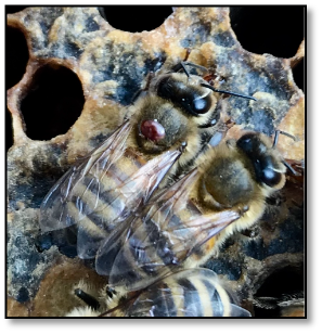  Figure 1. Adult female Varroa mite on the thorax of a worker bee.