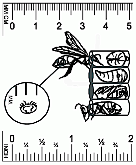 Figure 2. The Varroa mite life cycle occurs in conjunction with the honey bee reproductive cycle. The mother mite enters an uncapped brood cell via a nurse bee (a). She then begins to feed (b) and lays her eggs, which mature and mate (c). As the adult bee emerges, the mother mite and mated adult females exit on their host (d).
