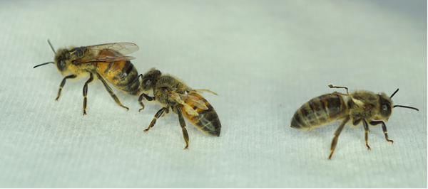 Figure 3. Apparent symptoms of deformed wing virus (DWV), which is one of the many viruses transmitted to bees through Varroa Mites. The worker on the left does not show any outward symptoms but is from the same hive as the other two bees with obvious symptoms.