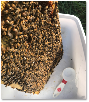 Figure 1. A frame of capped brood is tapped in a plastic container for easy nurse bee collection.