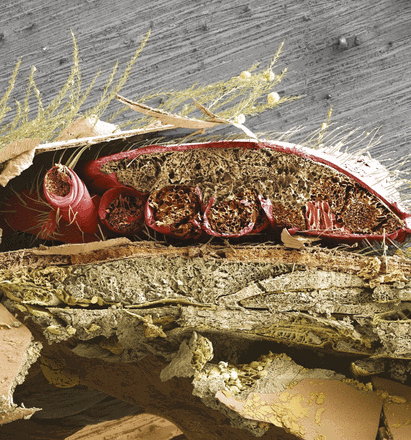 Pictured is a cross-section of an adult honey bee’s abdominal region showing a parasitic Varroa destructor mite wedged between the overlapping abdominal plates. Samuel D. Ramsey et al. found that V. destructor damages honey bees by consuming fat body, a tissue analogous to the mammalian liver, rather than by consuming hemolymph as previously believed. This finding explains the diversity of Varroa-associated pathologies and may help develop control strategies for V. destructor, which is a major driver of honey bee decline. See the article by Ramsey et al. on pages 1792–1801. Image courtesy of Samuel D. Ramsey (University of Maryland, College Park, MD), Gary Bauchan, and Chris Pooley (Agricultural Research Service, United States Department of Agriculture, Beltsville, MD).